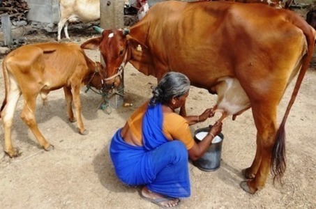 Dairy loan pic